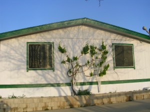 Grapevine Wall