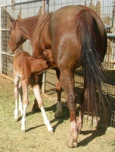 brown colt