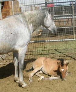 tan colt