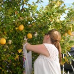 picking fruit