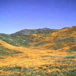 CA-poppies