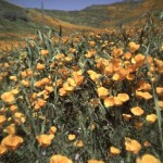 poppies up close